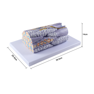चिकित्सा शिक्षा के लिए Pvc मानव चिकनी मांसपेशी ऊतक फाइबर मॉडल शारीरिक अध्ययन - Product Image 3