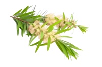 Bubuk Ekstrak Daun Melaleuca Alternifolia Kualitas Makanan Tinggi Kemurnian Tinggi Pasokan Besar Sepenuhnya Larut dalam Air