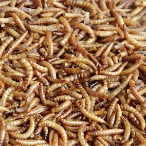 Produsen Pakan Ternak Berkualitas Tinggi 100% Alami dengan Protein Tinggi Menyediakan Grosir Ulat Tepung Kuning Kering - Product Image 2