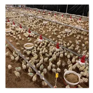 Con el avance de la tecnología suelo Tipo de pollo a la parrilla criar aves de corral granja equipo en Bangladesh