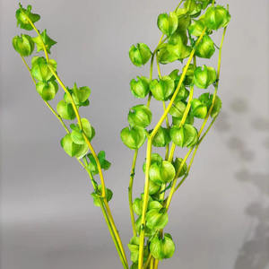 Vente chaude, fleurs préservées de bonne qualité, Poha, groseille à maquereau pour fleurs décoratives - Product Image 5