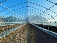 Serre tunnel à simple travée en acier galvanisé à chaud pour la culture de légumes, fournie directement par l'usine