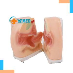 Modello Anatomico Avanzato per Formazione Medica sulla Guida alla Contraccezione Femminile in PVC Certificato per Insegnanti e Ospedali - Product Image 1