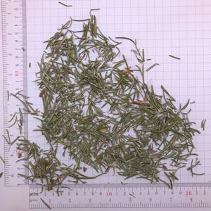 Harga Pabrik Grosir Daun <span class=keywords><strong>Rosemary</strong></span> Alami Rasa Enak Rempah-rempah Herba <span class=keywords><strong>Rosemary</strong></span> - Product Image 4