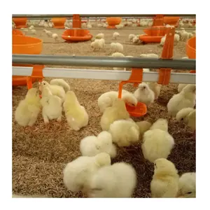 Mangeoire et abreuvoir pour volaille, poulet, oiseau, poule, gobelets, distributeur automatique pour agriculture