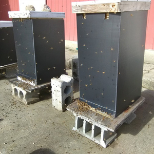 Bán buôn có thể gập lại corflute coroplast tổ ong NUC hộp - Product Image 6