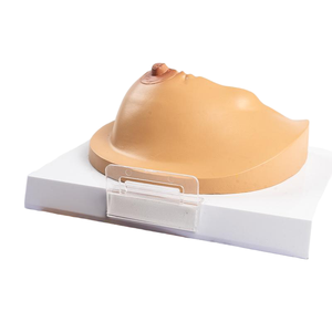 Modelo de Anatomía de Sección Transversal de Seno con Características Patológicas, Estructura de la Glándula Mamaria para la Enseñanza de Biología - Product Image 2