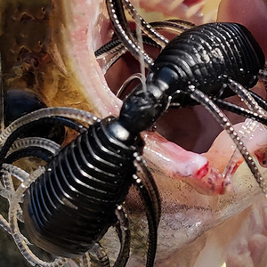Vente en gros de leurres de pêche artificiels réalistes en forme d'insectes, en plastique, 88,4 mm, 2,9 g, pour la truite, le brochet, la perche, la pêche en rivière - Product Image 3