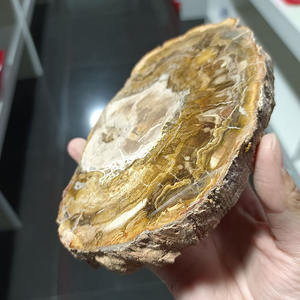 شرائح خشب متحجر طبيعي، أحجار كريمة للريكي، فوسيل خشبي بأحجام غير منتظمة للشفاء والجمع - Product Image 3