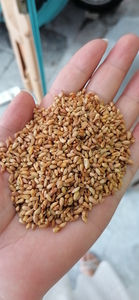 1公斤白子仁批发生白子仁去皮白子仁种子用于草药 - Product Image 2