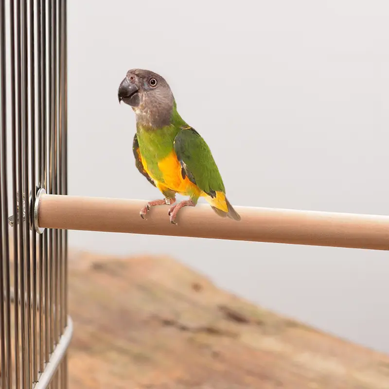 Groothandel Natuurlijke Java Hout Papegaai Vogel Baars Boom Stand