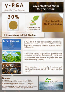 Ácido Gamma Poliglutámico (PGA) en Polvo - Fertilizante Orgánico para Huertos de Olivas, Café y Cítricos, 30% de Contenido, Proveedor de Europa y Sudamérica - Product Image 3