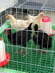 กรงสองประตูแบบหนาพิเศษสำหรับสัตว์ขนาดเล็ก ไก่ นก และกรงตาข่าย เหมาะสำหรับลูกไก่ นกกระทา นกพิราบ และนกต่างๆ - Product Image 6