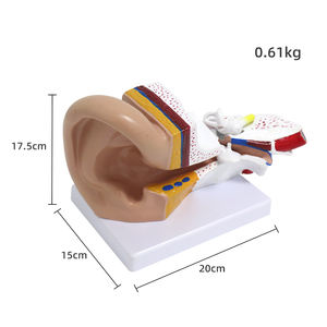 Modèle d'anatomie de l'oreille médicale 3x Structure du système de l'oreille interne moyenne externe Modèle de structure de l'oreille externe humaine Recours de formation - Product Image 3