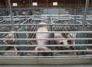 Pig Farm Pipe-shaped Gestation Crates For Pigs