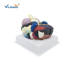 Modèle anatomique de cerveau humain en PVC régional en deux parties <span class=keywords><strong>grandeur</strong></span> <span class=keywords><strong>nature</strong></span> pour les sciences médicales - Product Image 1