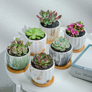 Cute Small <strong>Planter</strong> with Bamboo Tray Mini Ceramic Pot - Product Image 5
