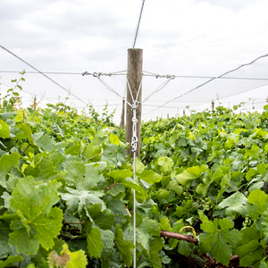 PP Grape Trellis Net Square <b>Plastic</b> Climbing Net Plant Support <b>Mesh</b> for Vineyard Agriculture - Product Image 1
