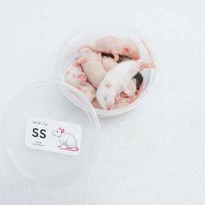 Souris entières lyophilisées pour nourriture d'animaux de compagnie : Geckos léopards, Geckos crêpus, Geckos à queue grasse, Insectivores - Product Image 1