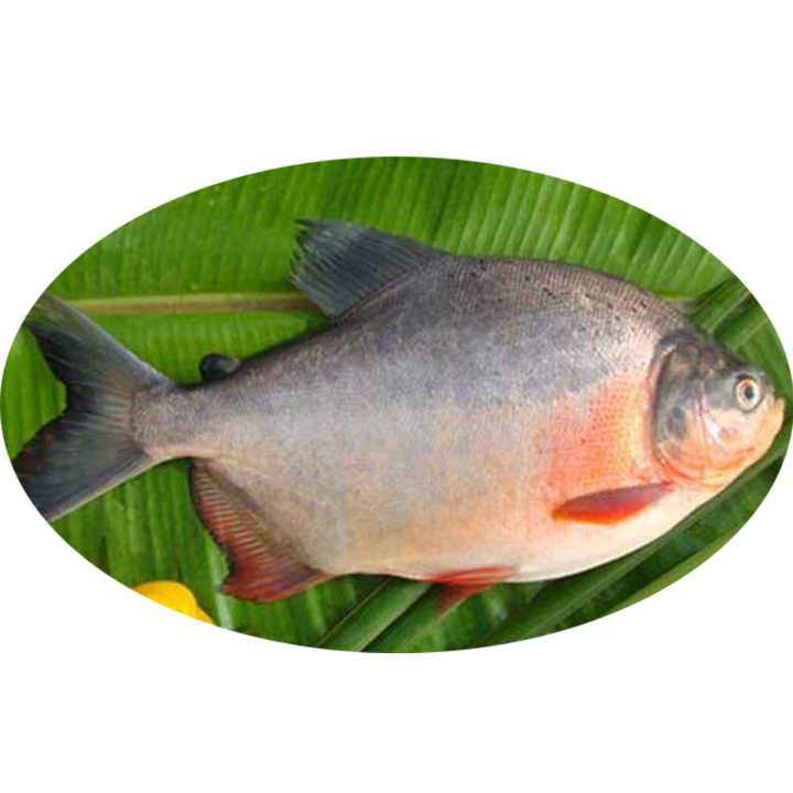 hot sale export pomfret pacu fish 90%nw on sale - buy pomfret
