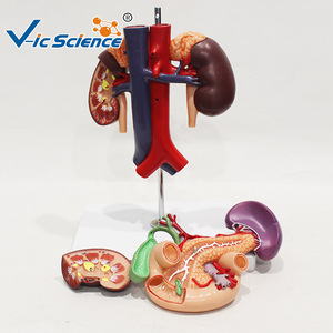 Modèle du rein, de l'aorte abdominale, du pancréas, de la rate et du duodénum ; outil pédagogique pour l'enseignement de l'anatomie digestive et urinaire. - Product Image 1