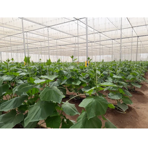 Serre de jardin verte de haute qualité, durable, avec filet d'ombrage vert résistant aux UV pour légumes, fruits et fleurs - Product Image 5