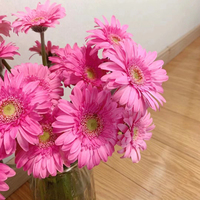 Gerbera Daisy Mini Bing Yu Grade A Grosir - Warna Pink untuk Buket, Langsung dari Produsen untuk Dekorasi Pernikahan, Rantai Dingin