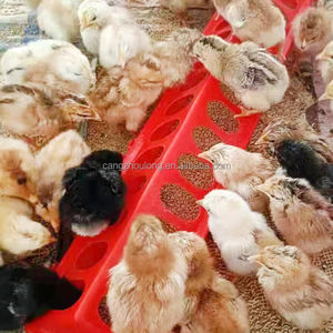 Mangeoire Automatique en Plastique Durable YYB 28 Trous pour Oiseaux, Poulets, Cailles, Râtelier à Grains - Product Image 6