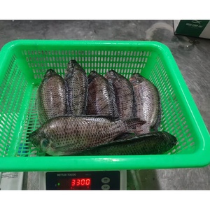 Tilapia Congelée 400 600 500 800 IQF BQF Tilapia Noire Fournisseur en Gros - Product Image 3