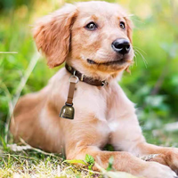 Campanaccio Svizzero in Metallo, Piccola Campana in Ottone per Animali Domestici, Campanella Antiperditaper Orsi, Pecore, Cani e Gatti