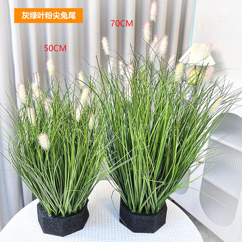 Feuilles gris-vert à pointes roses, queue de lapin