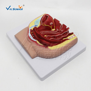 Modèle d'échantillon pelvien féminin adulte, outil pédagogique pour l'enseignement en obstétrique et gynécologie. - Product Image 2