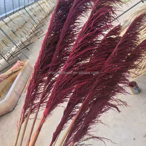 Herbe de la Pampa Séchée en Gros, Grande Taille, Style Naturel Magnifique, pour Mariage, Fête, Noël, Décoration Intérieure, Longue Durée, Sans Perte de Feuilles - Product Image 3