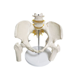 Model Pelvis Ukuran Hidup Sumber Daya Pengajaran Mencakup Dua Bagian Model Anatomi Manusia Plastik Kepala Lumbar dan Femur - Product Image 1