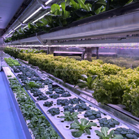 Système de culture hydroponique vertical Starfarm, culture hydroponique en conteneur NFT, micro-légumes pour la laitue et les légumes à feuilles vertes