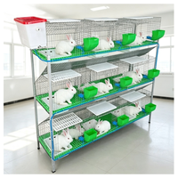 Ensemble de cages d'élevage de lapins galvanisées à chaud, conçues pour l'élevage en haute densité et la gestion facile des déjections dans les fermes avicoles