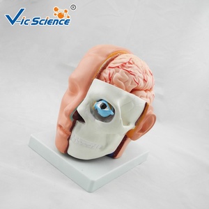 Modelo Plástico de Anatomia Cerebral com Arteria Cerebral para Educação em Ciências Médicas - Product Image 5