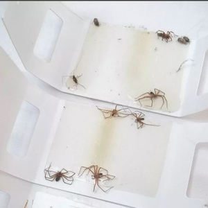 Trampa Adhesiva Portátil Desechable Ecológica de Papel Sólido al por Mayor para el Control de Arañas y Cucarachas - Product Image 2