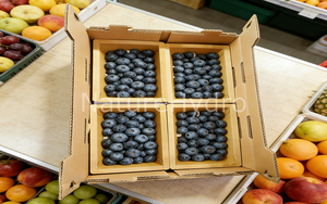 Modified Atmosphere Tray Heat Sealed Fresh Produce Paper Tray Les <strong>Barquettes</strong> En Carton Cardboard - Product Image 5