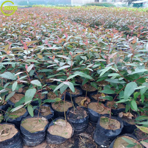 <span class=keywords><strong>Sac</strong></span> <span class=keywords><strong>de</strong></span> Pépinière <span class=keywords><strong>de</strong></span> Haute Qualité pour Utilisation Agricole - Product Image 5