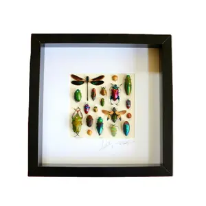 High quality 10x10 square specimen display taxidermy real insects Shadow Box picture Frame for Collection and Decor