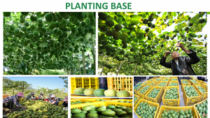 Edulcorante Líquido de Fruta del Monje Sin <span class=keywords><strong>Eritritol</strong></span> OEM, Extracto de Fruta del Monje en Gotas, Jugo Concentrado Cero Calorías - Product Image 3
