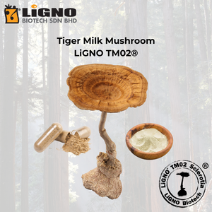 ผงเห็ดนมเสือ LiGNO TM02 รับผลิตแบบ OEM ODM ตามสัญญา ได้รับการรับรองฮาลาลและโคเชอร์ อาหารเพื่อสุขภาพ เกรดอาหาร ผงเข้มข้น - Product Image 1