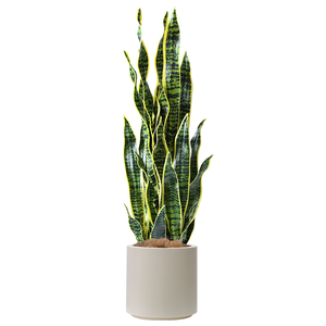<span class=keywords><strong>Planta</strong></span> de serpiente de imitación Premium, Sansevieria artificial para decoración interior del hogar Suministro a granel - Product Image 6