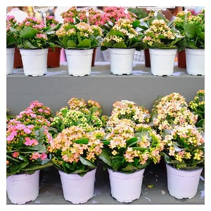 <span class=keywords><strong>Macetas</strong></span> de flores de plástico, <span class=keywords><strong>para</strong></span> vivero, flores, suculentas - Product Image 6