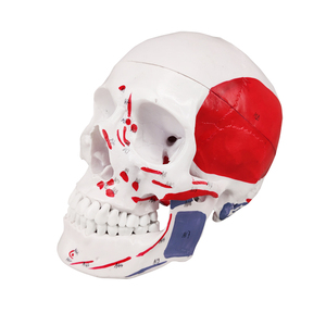 Màu Con Người Nhựa Y Tế Giảng Dạy Skull Giải Phẫu Xương Mô Hình - Product Image 2