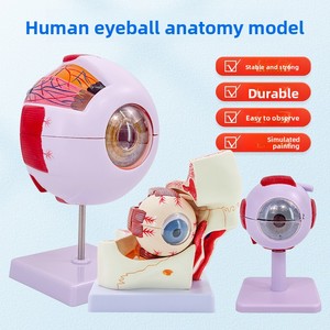 Modelo Anatómico de Globo Ocular Humano Desmontable, Simulación de Ojo para Niños, Modelo Médico de PVC, Marca MAXCARE - Product Image 5