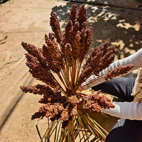 TC Wholesale Grains de Sorgho Séchés, Fleurs Séchées Naturelles, Flora d'Été pour la Décoration Intérieure, Fleurs de Sorgho