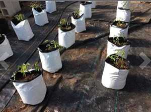 Sacs de culture en tissu robuste avec poignées, respirants, 18 gallons, réutilisables, pots de jardin d'extérieur - Product Image 4