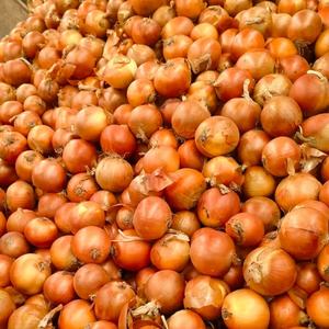 En gros Sinofarm Nouveaux Oignons Jaunes Rouges de Shandong Chine, Oignons Violets, Semences d'Échalotes, Non Pelés, Stockage à Froid, 10kg - Product Image 6